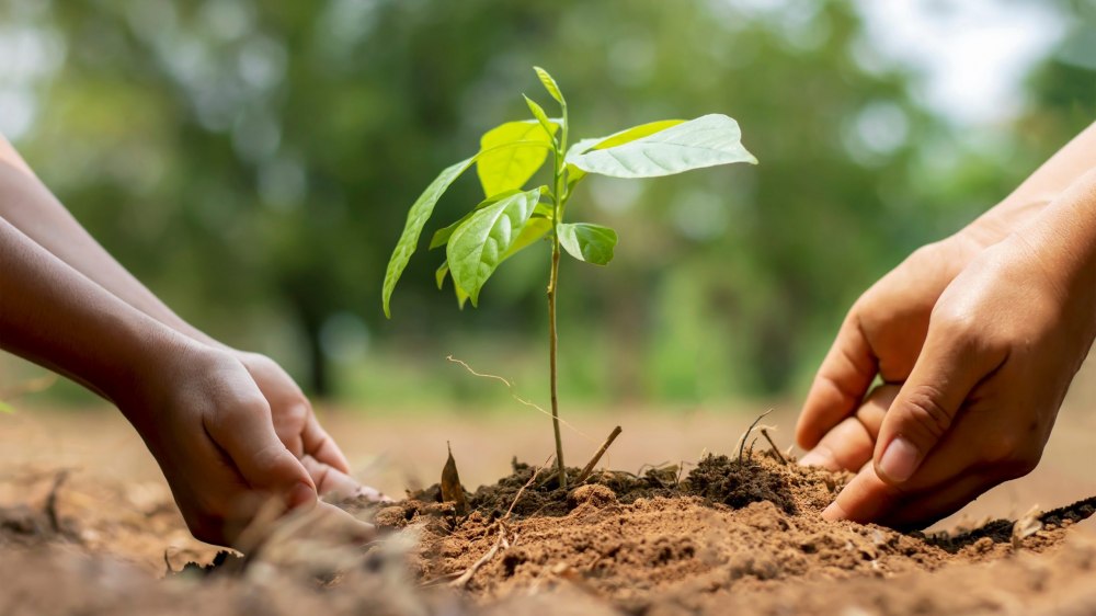 Connaissez-vous les plantes « mangeuses » de métaux lourds ?