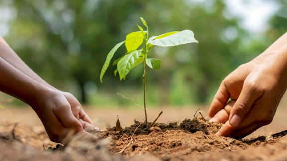 Dépollution : connaissez-vous les plantes mangeuses de métaux lourds ? image