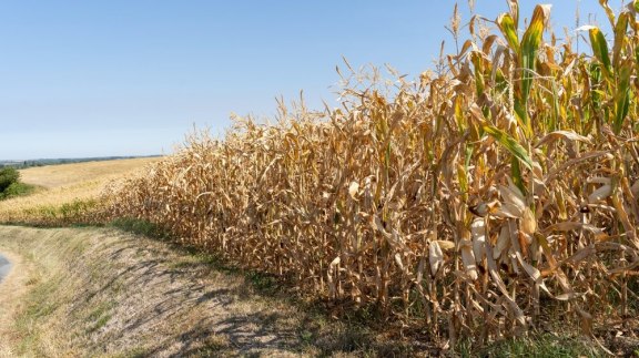 L’impossible adaptation de la PAC : la preuve par le maïs image