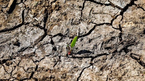 Sécheresse extrême : une situation critique aux conséquences dévastatrices image